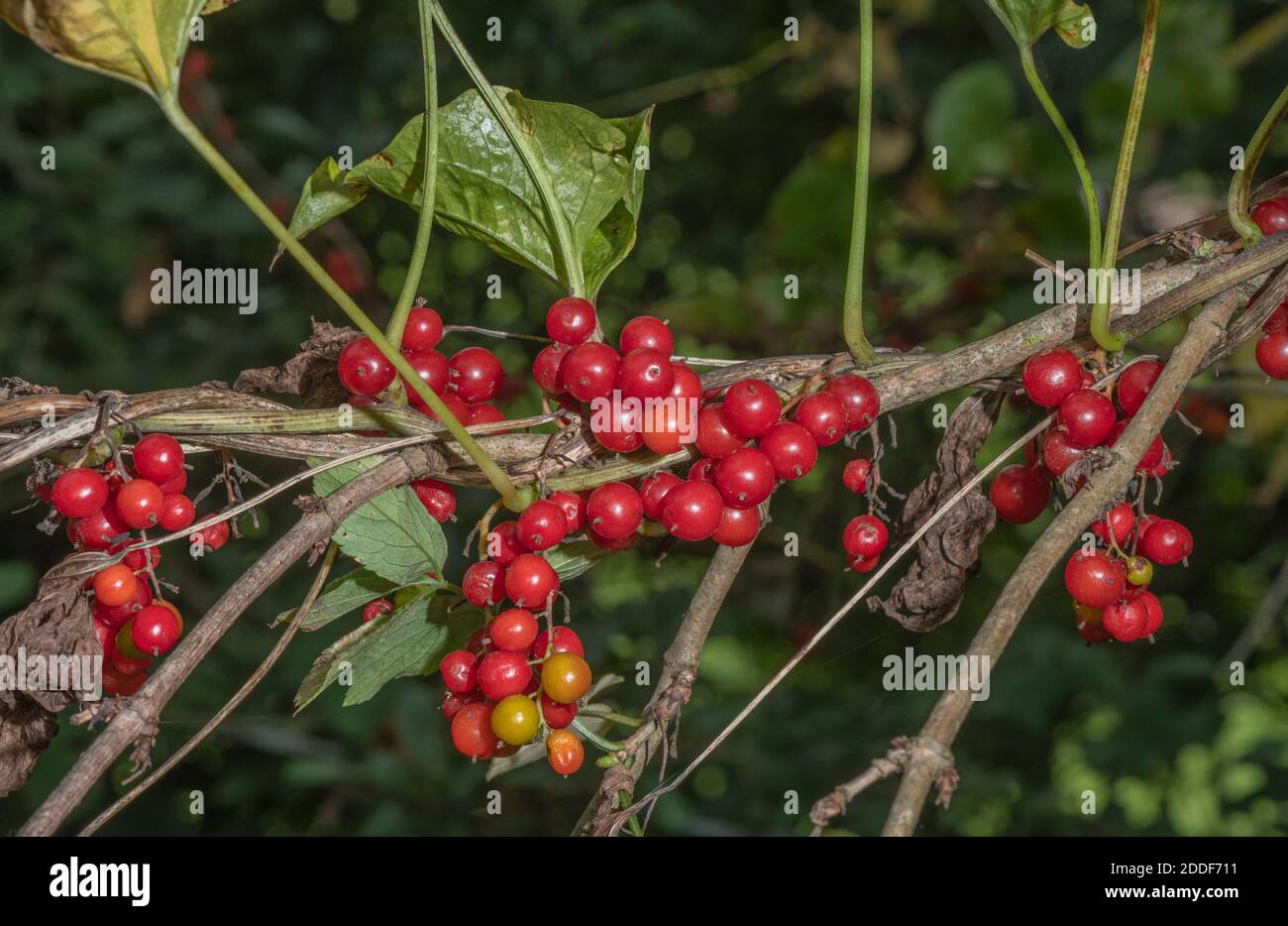 Die Beeren der Schwarzen Bryony, Dioscorea communis, in hedgerow, den frühen Herbst. Stockfoto