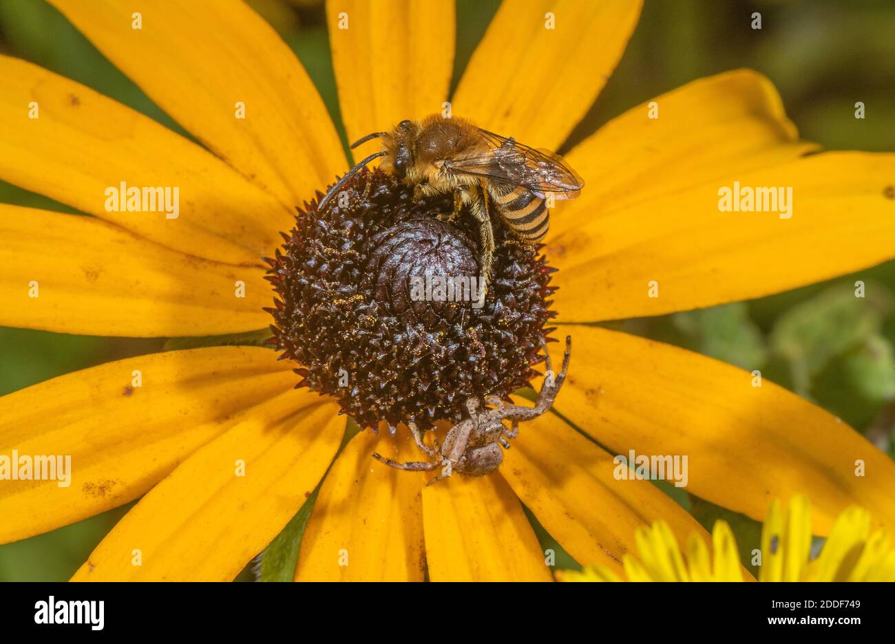 Eine Gipsbiene, wahrscheinlich Davies' Colletes, Colletes daviesanus, auf einer Konelblume, die von einer Krabbenspinne besetzt ist, Xysticus cristatus im Garten. Stockfoto
