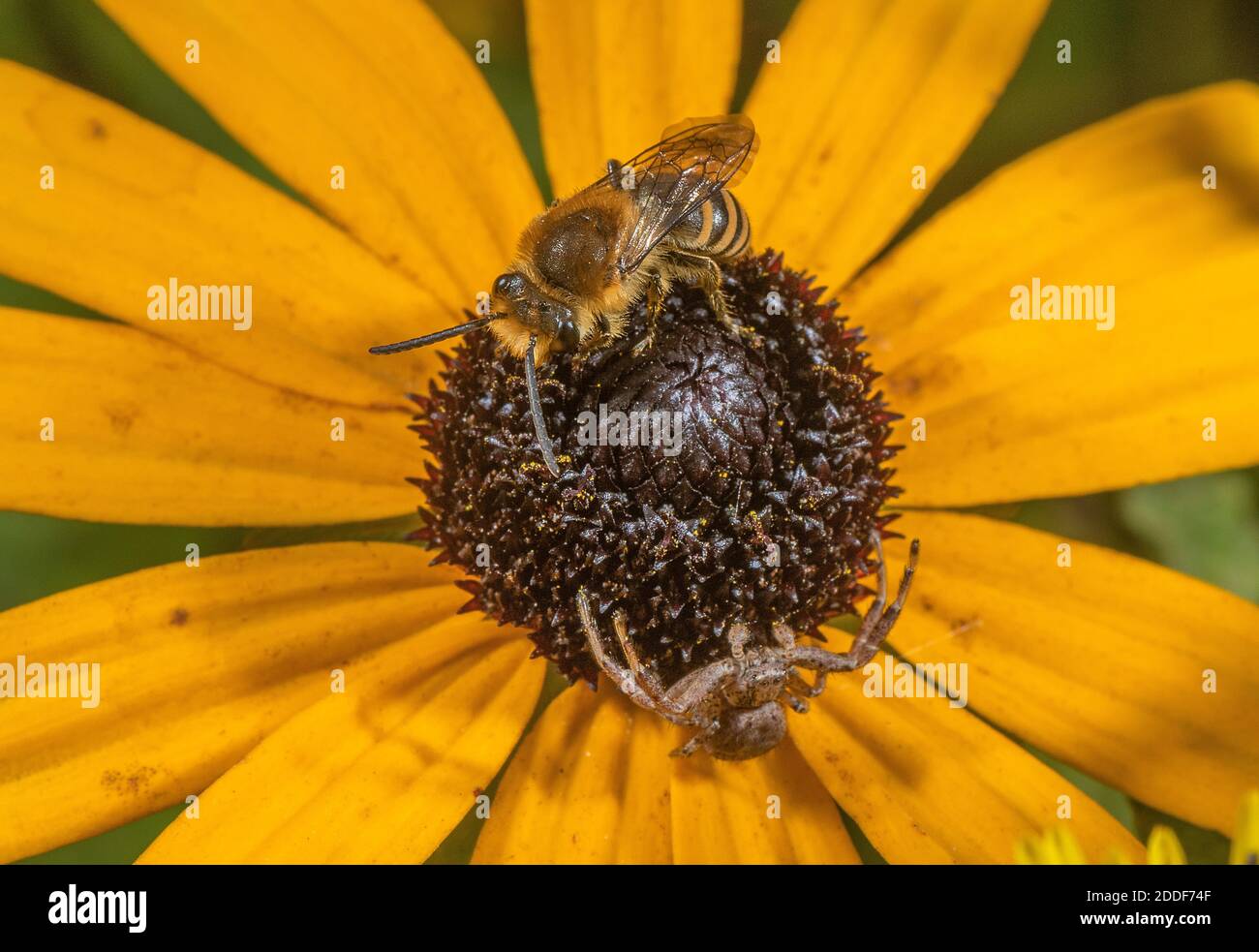 Eine Gipsbiene, wahrscheinlich Davies' Colletes, Colletes daviesanus, auf einer Konelblume, die von einer Krabbenspinne besetzt ist, Xysticus cristatus im Garten. Stockfoto
