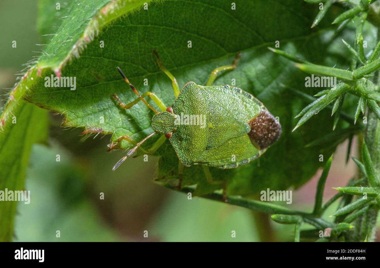 Adulter grüner Shieldbug, Palomena prasina, auf einem Blatt sitzend. Stockfoto