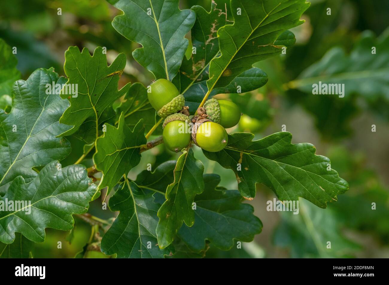 Eicheln aus Eiche, Quercus petraea, im Spätsommer. Stockfoto