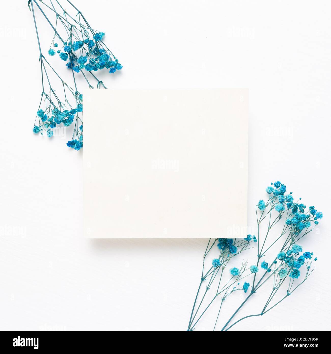 Notizblock, leeres Papier mit blauen Gypsophila-Trockenblumen auf weißem Hintergrund. Draufsicht, Kopierraum Stockfoto