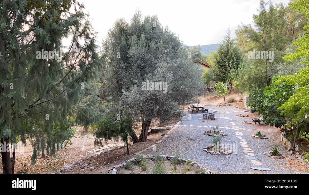 Gemütliche, ruhige, isolierte Berghütte im Sommer. Umgeben von hohen grünen Pinien. Schöne Veranda vor dem Hotel. Stockfoto