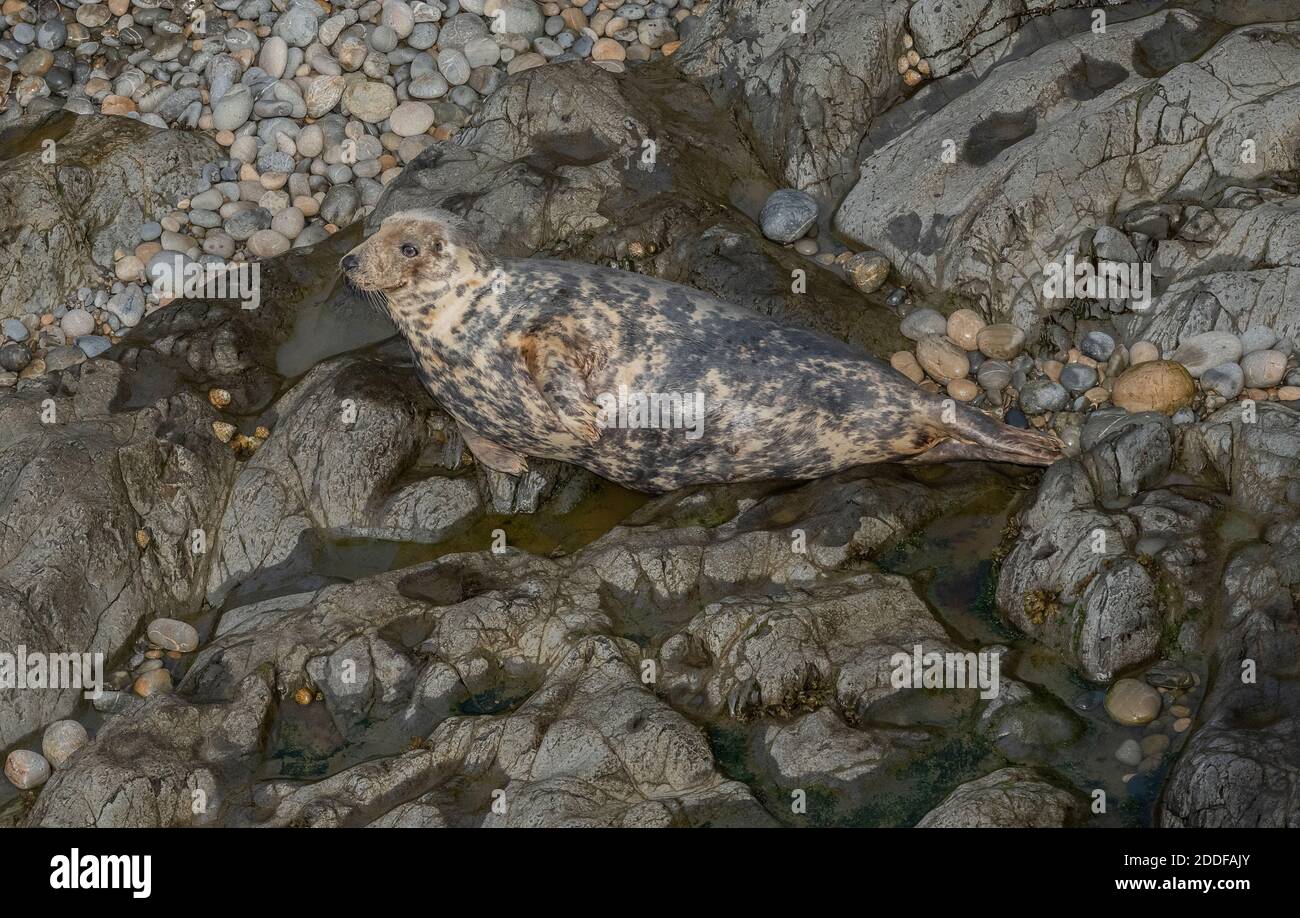 Young Grey Seal, Halichoerus grypus am Brutstrand im Südwesten von Wales. Herbst. Stockfoto
