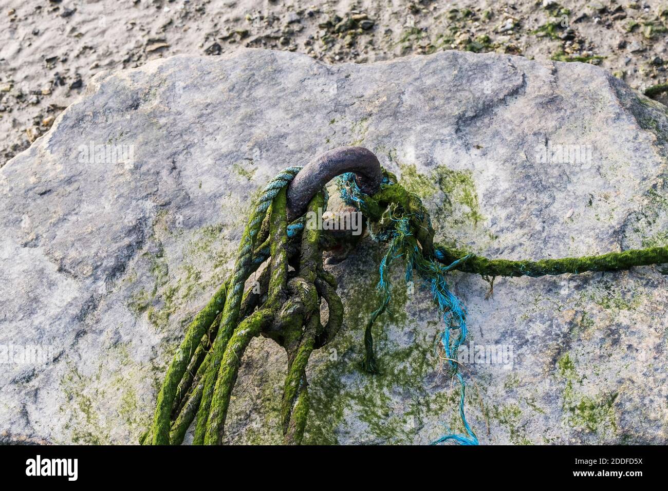Algenbedecktes Seil durchgeschlungen durch eine rostige Metallöse, die an einem großen Felsen befestigt ist. Stockfoto