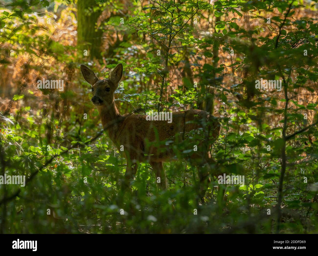 Junge Hirsche, Capreolus capreolus, in dichten Wäldern im Herbst. Savernake Forest. Stockfoto