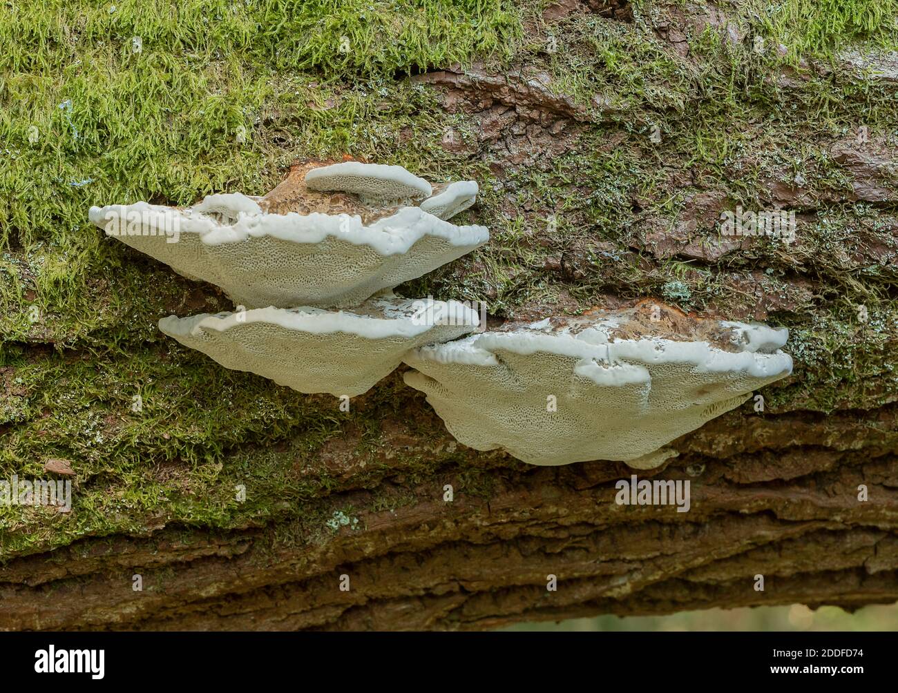 Ein Bracketpilz, Blushing Bracket, Daedalopsis confragosa, auf gefallener Weidenstamm. Stockfoto