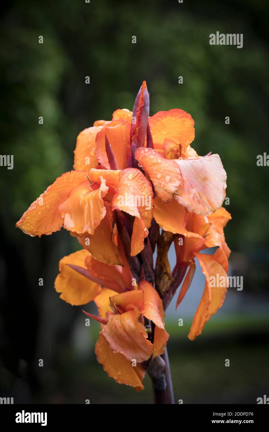 Regen Tröpfchen auf den Blütenblättern der Blütenblüte einer Canna Lily. Stockfoto