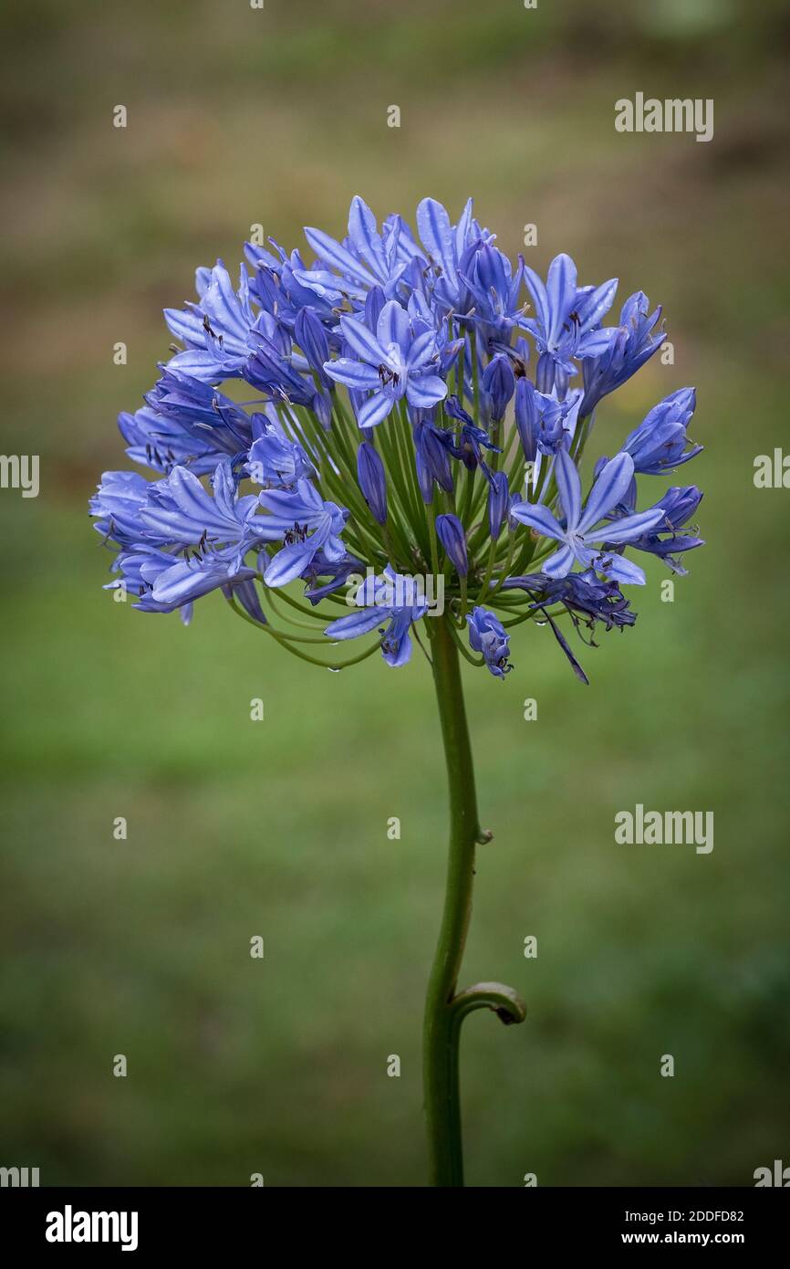 Eine einzelne Agapanthus Blume. Stockfoto