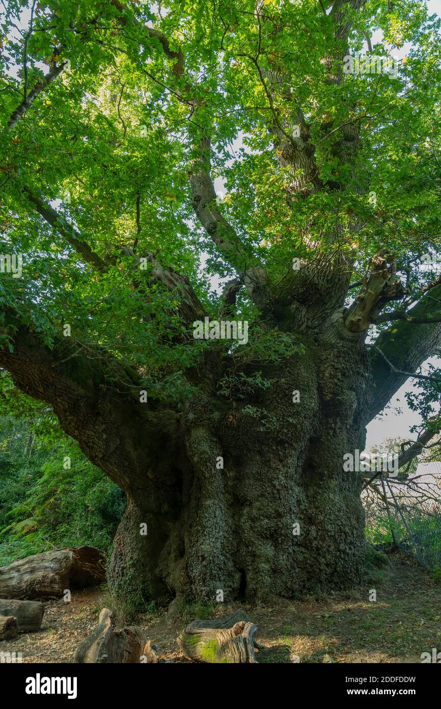 Die alte Cathedral Oak, in Savernake Forest, Wiltshire. Pedunculate Eiche. Schätzungsweise über 1000 Jahre alt. Stockfoto