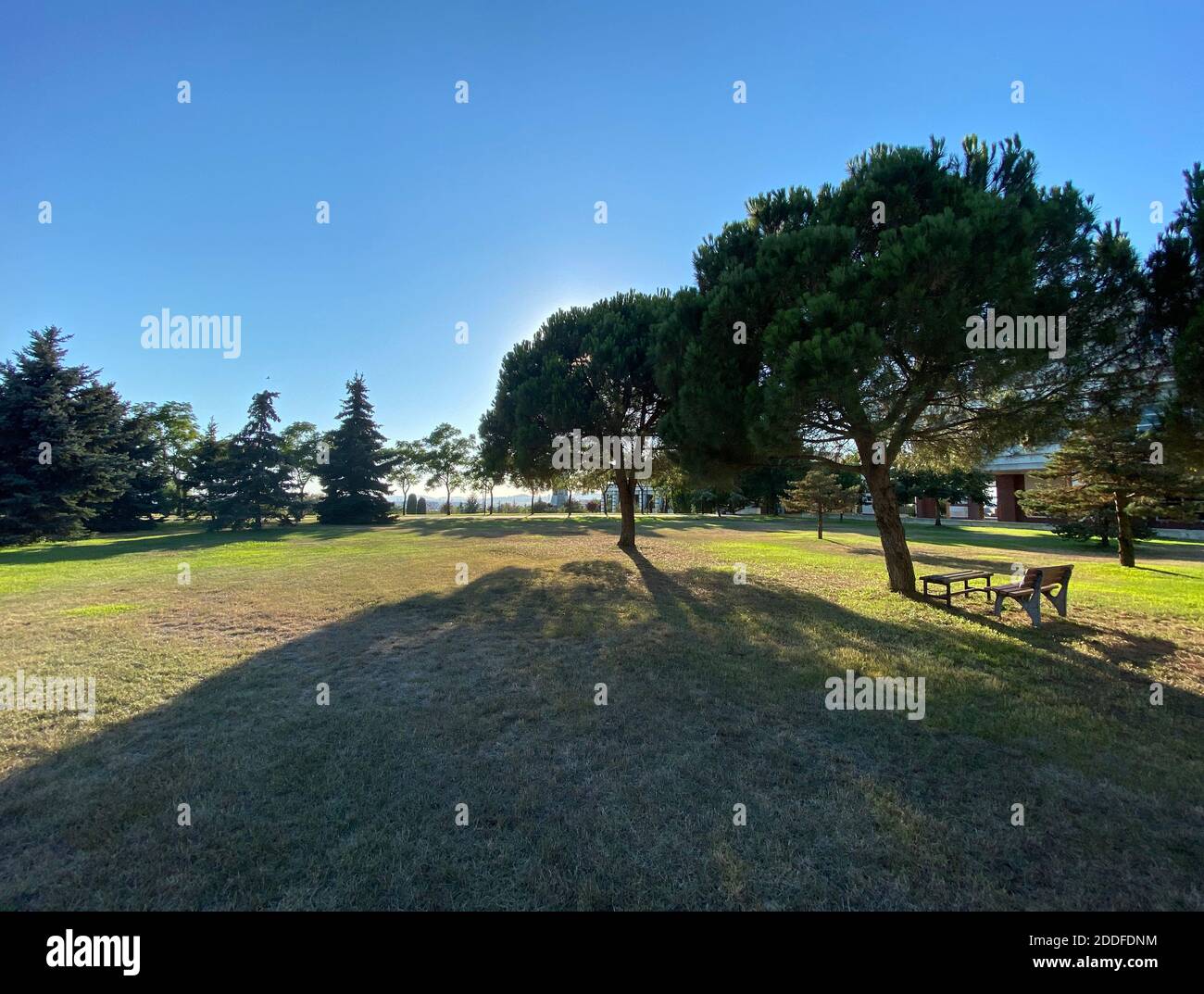 Grüner Rasenpark mit Bäumen und Bank bei schönem Sonnenuntergang, moderne Architektur am anderen Ende. Schatten der Bäume fallen auf hell getrimmtes Gras. Stockfoto