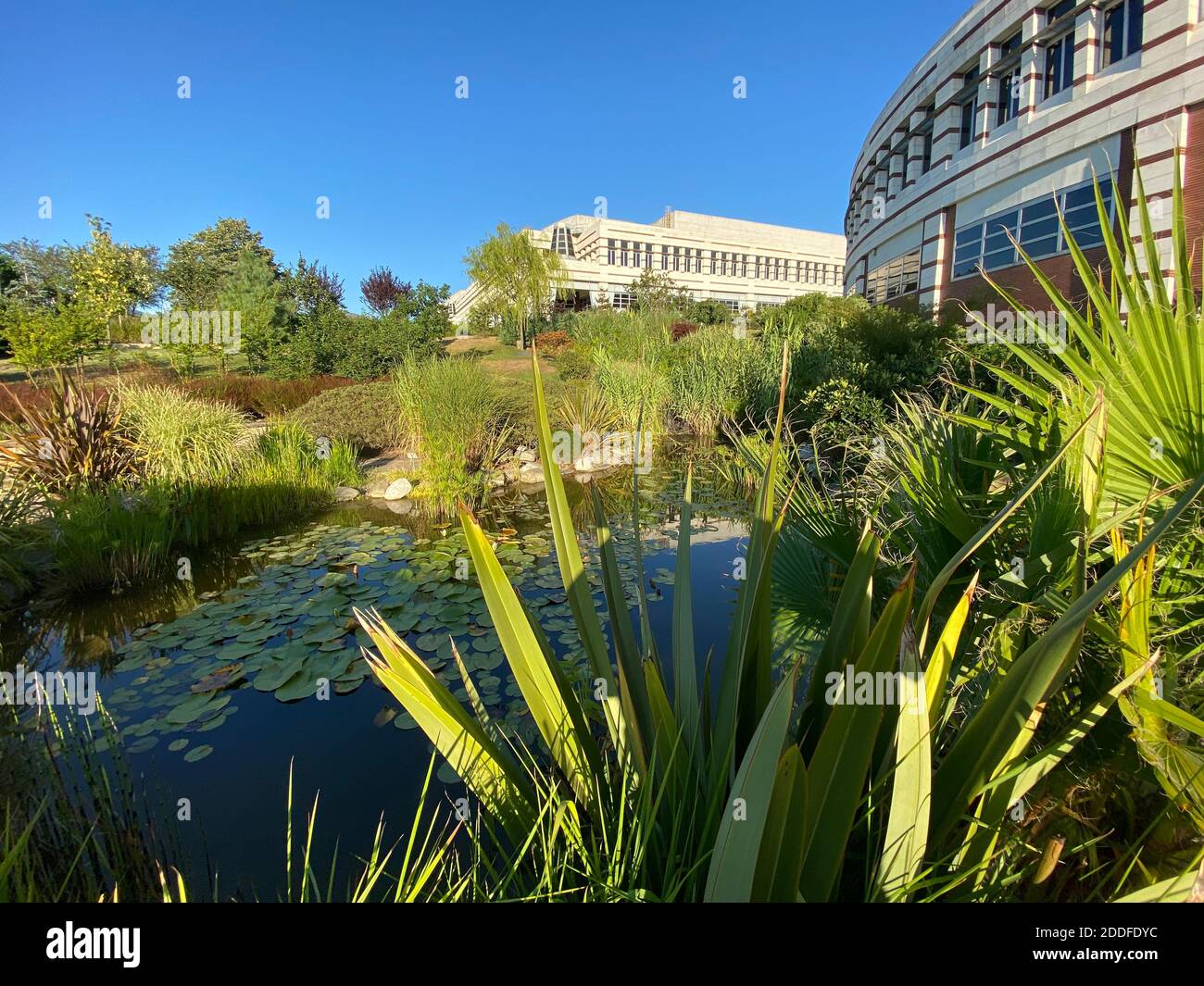 Natürlicher grüner Park mit Bäumen, Pflanzen und einem kleinen See mit Lotusblättern. Wunderschönes, ruhiges Hotel. Moderne Architektur Steinbeton Gebäude. Stockfoto
