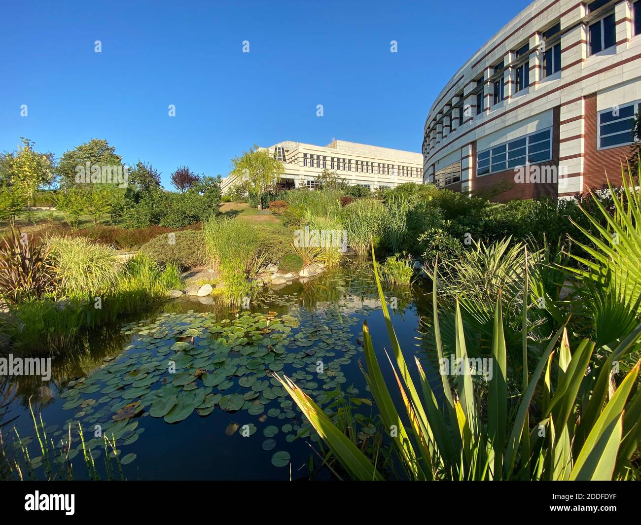 Natürlicher grüner Park mit Bäumen, Pflanzen und einem kleinen See mit Lotusblättern. Wunderschönes, ruhiges Hotel. Moderne Architektur Steinbeton Gebäude. Stockfoto