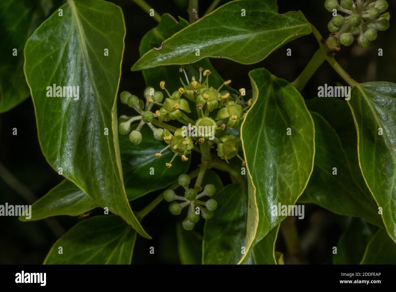 Ivy, Hedera Helix in Blüte im Frühherbst. Stockfoto