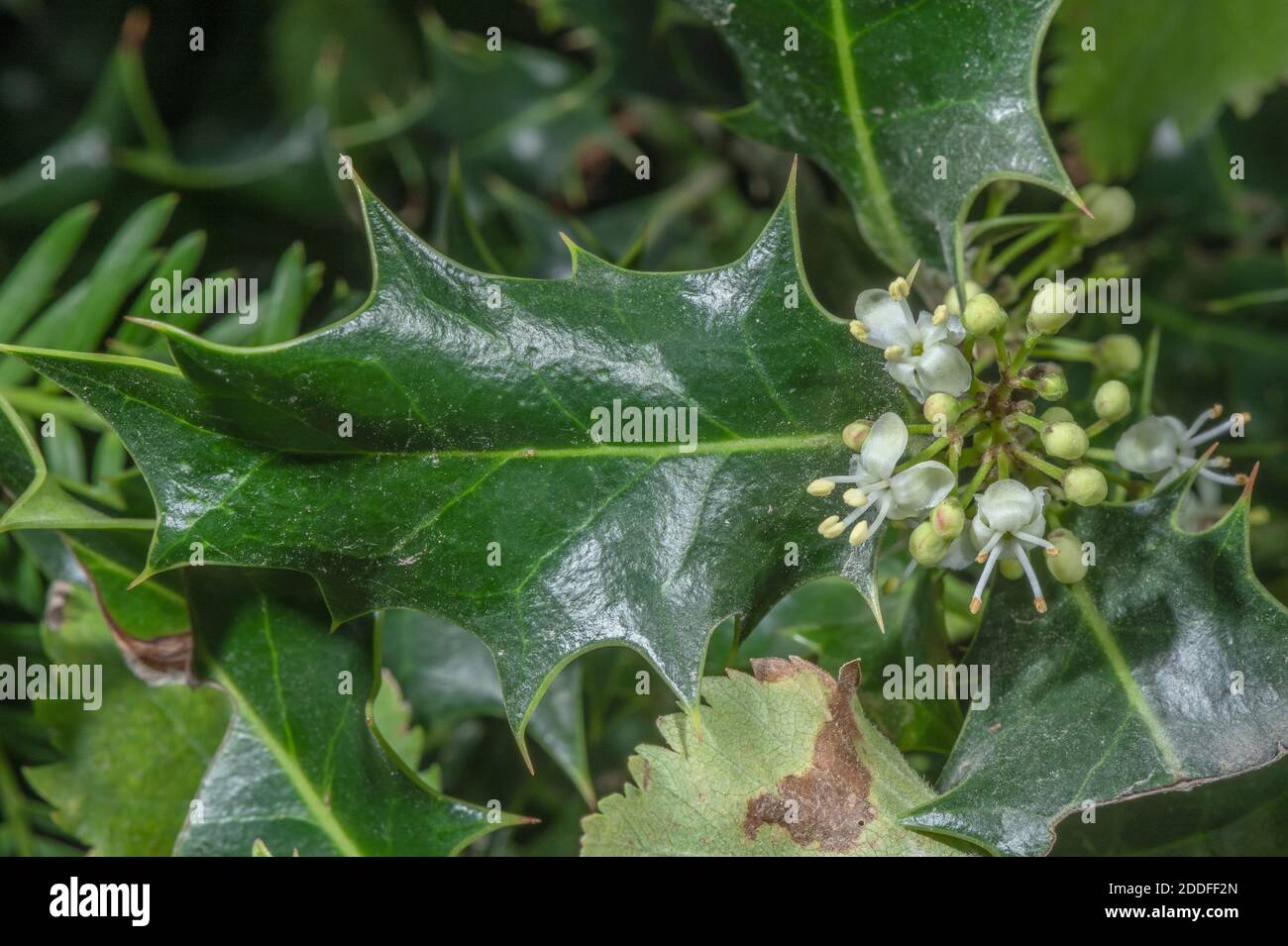 Männchen Stechpalme, Ilex aquifolium, in voller Blüte im Herbst. Stockfoto