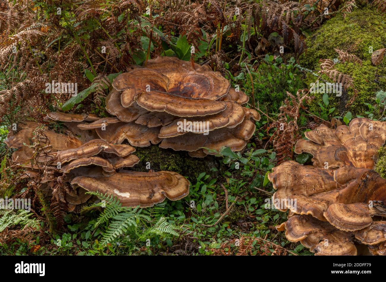 Riesenpolypore, Meripilus giganteus wächst in großen Klumpen am Fuße der alten Buchen, New Forest. Stockfoto