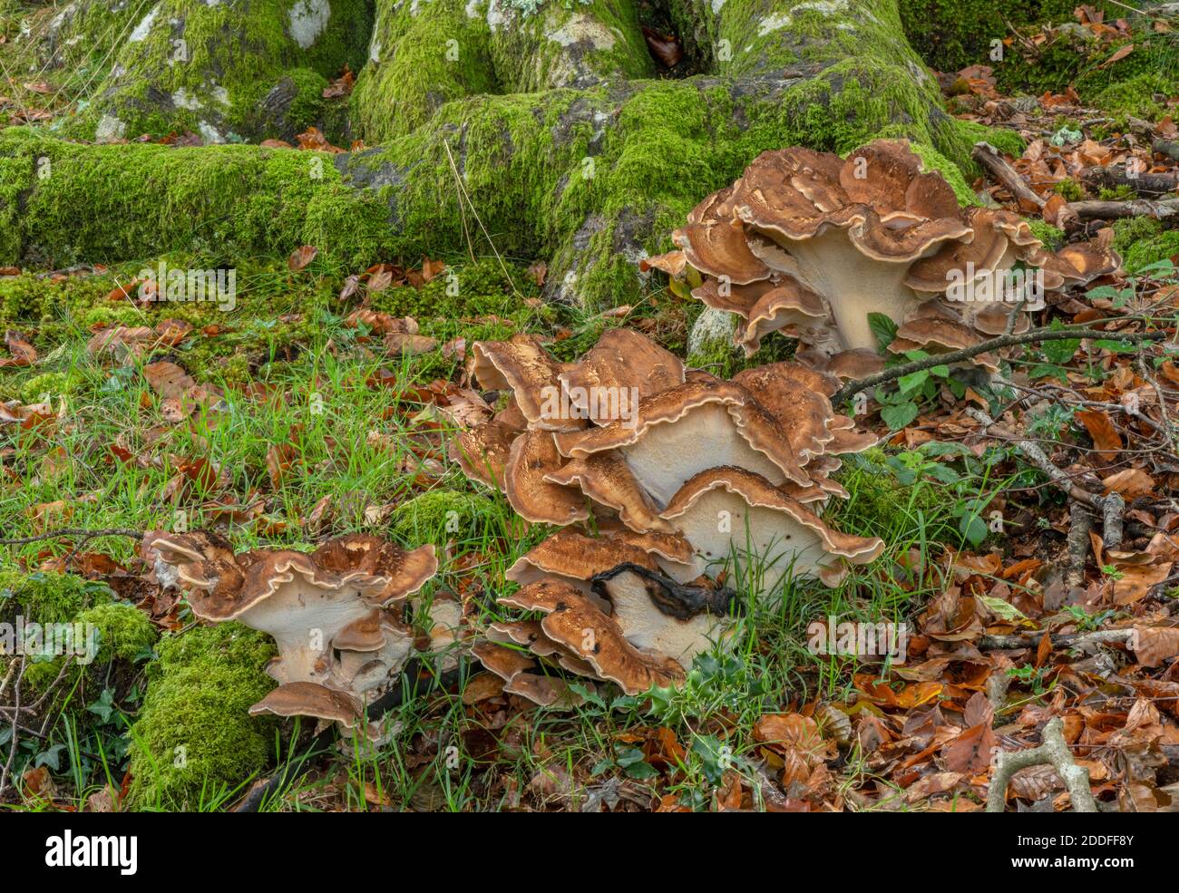 Riesenpolypore, Meripilus giganteus wächst in großen Klumpen am Fuße der alten Buchen, New Forest. Stockfoto