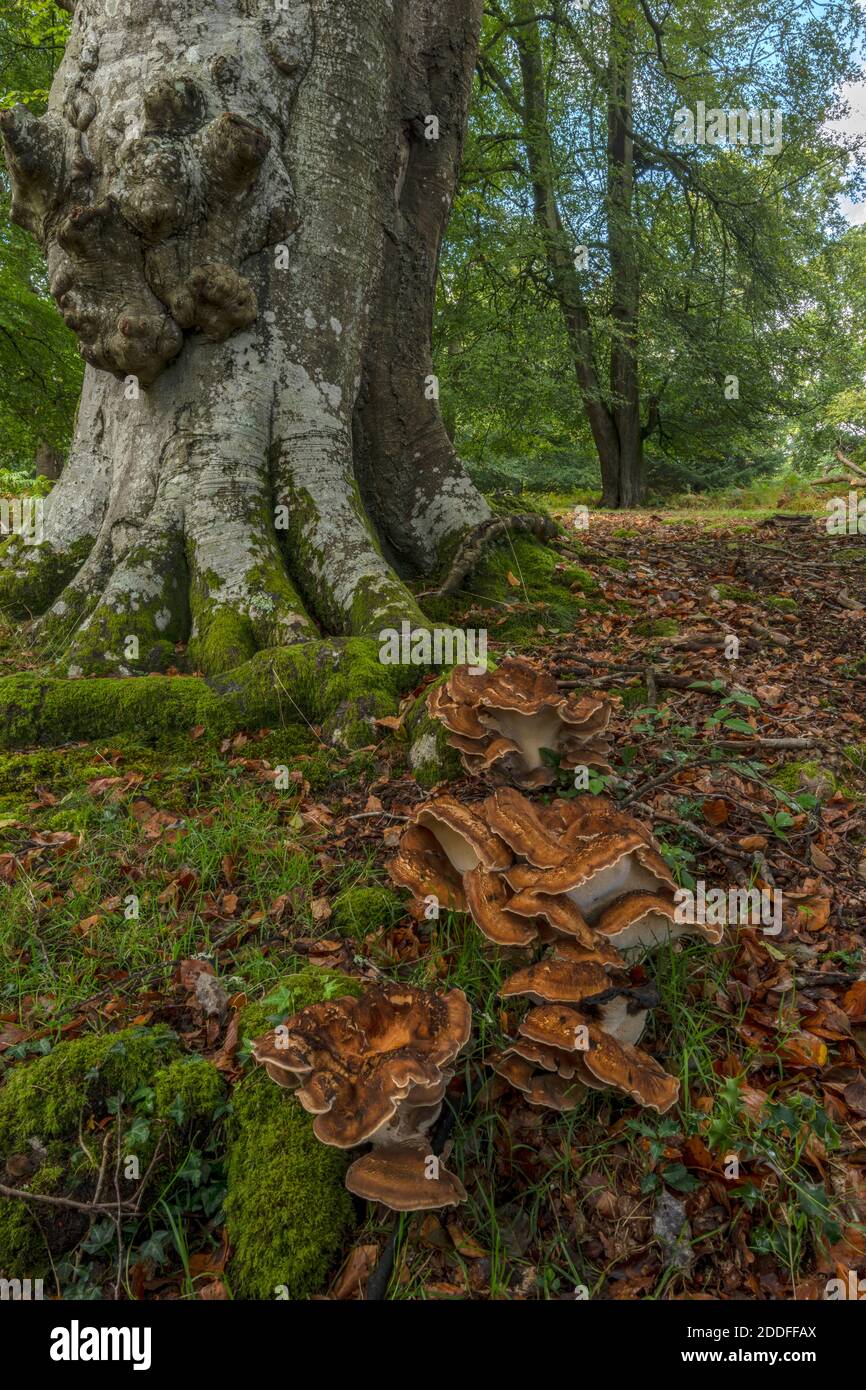 Riesenpolypore, Meripilus giganteus wächst in großen Klumpen am Fuße der alten Buchen, New Forest. Stockfoto