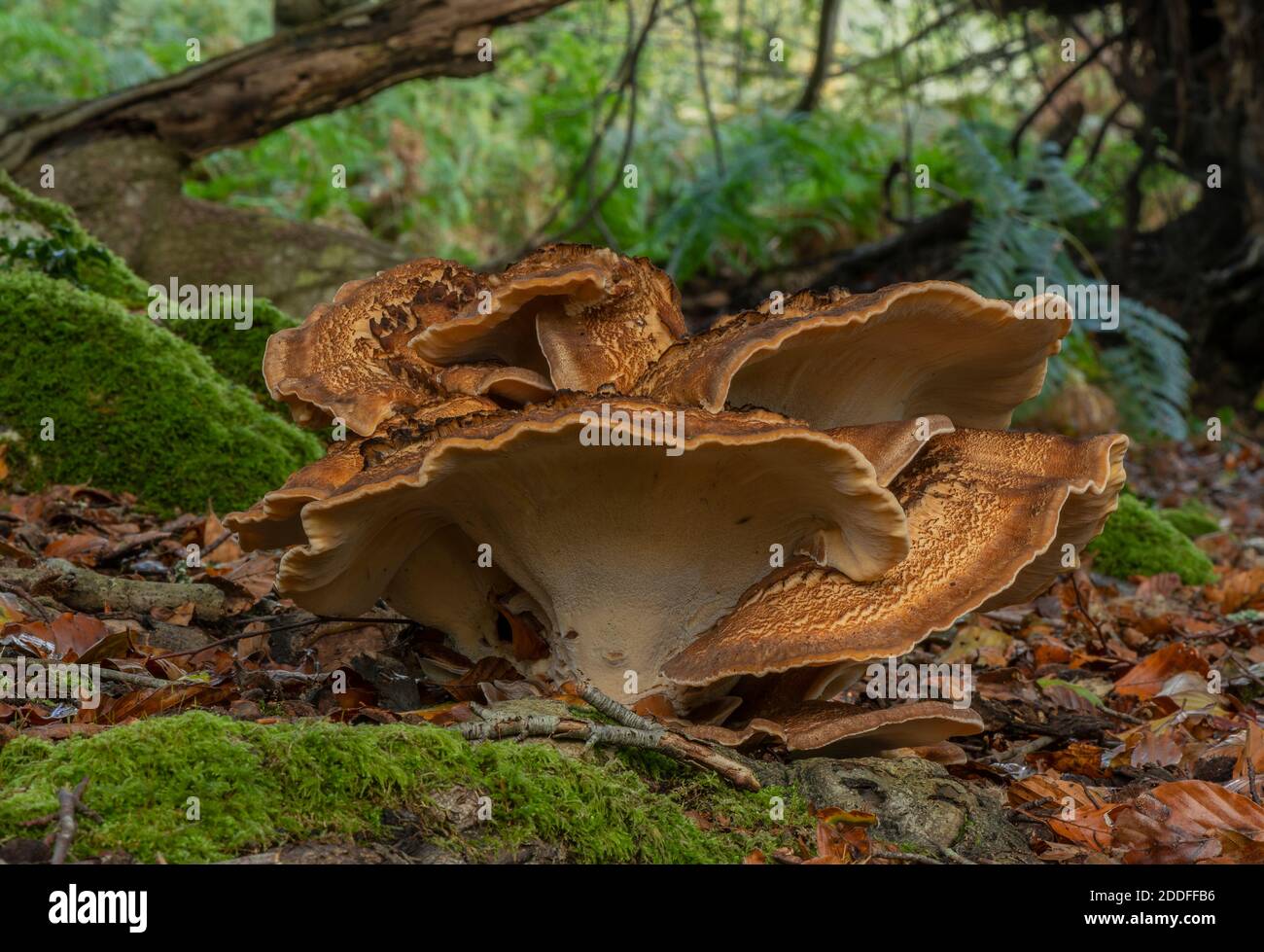 Riesenpolypore, Meripilus giganteus wächst in großen Klumpen am Fuße der alten Buchen, New Forest. Stockfoto