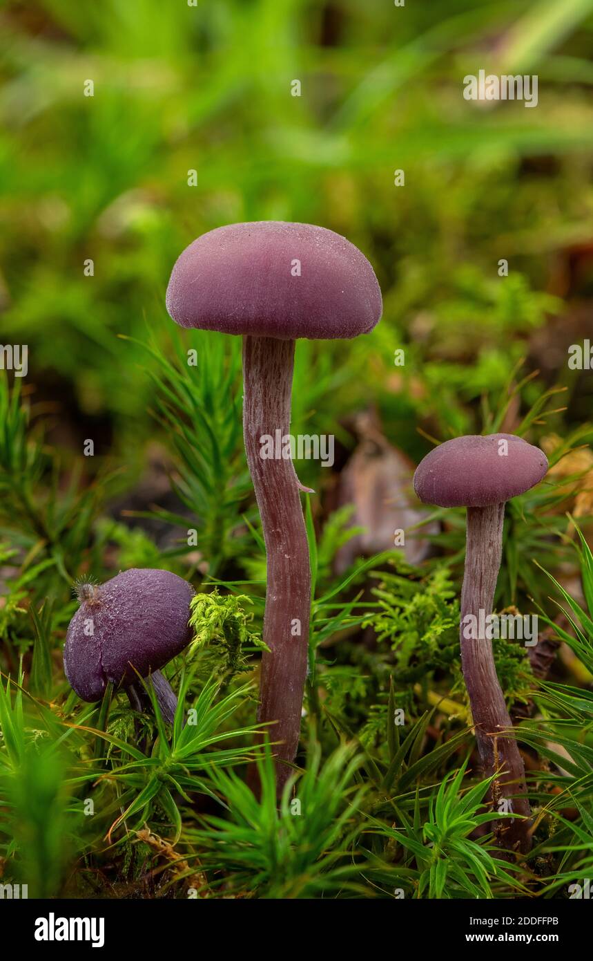 Gruppe von Amethyst-Täuscher, Laccaria amethystina, unter Moos in Buchenwäldern. Stockfoto