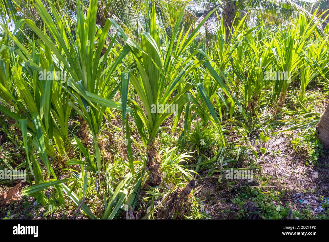 Pandanus-Pflanzen, die in Biliran, Philippinen, zum Weben von Matten verwendet werden Stockfoto
