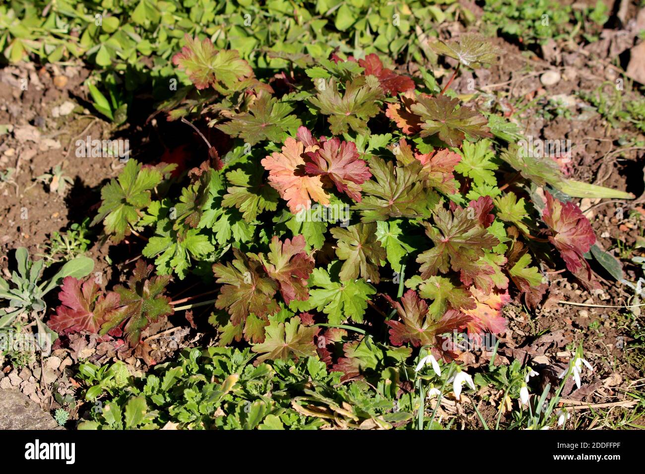 Bigroot Geranium oder Geranium Macrorrhizum oder bulgarische Geranie oder Rock Kraniche-Schnabel Zierpflanzen mit großen grünen bis dunkelrot Mit Lappen Stockfoto