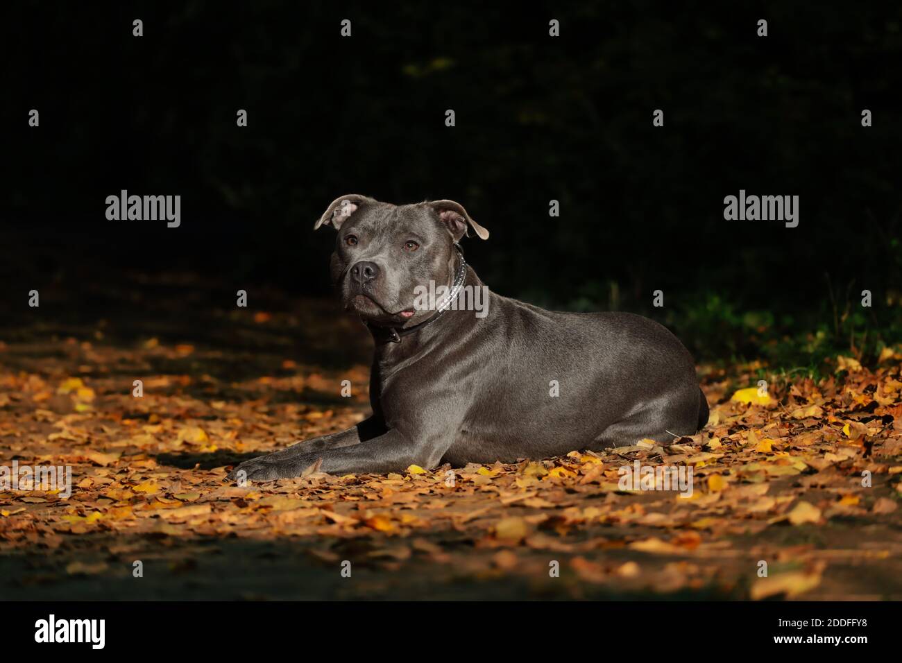 Englisch Staffordshire Bull Terrier liegt auf bunt gefallenen Blättern. Liebenswert blau Staffy in der Natur während der Herbstsaison mit dunklen Hintergrund. Stockfoto