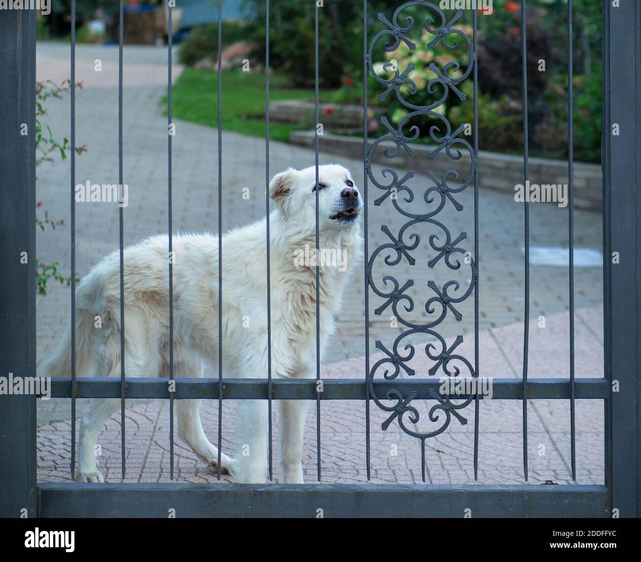 Nahaufnahme eines weißen Wachhundes, während der Eingang bewacht wird Stockfoto