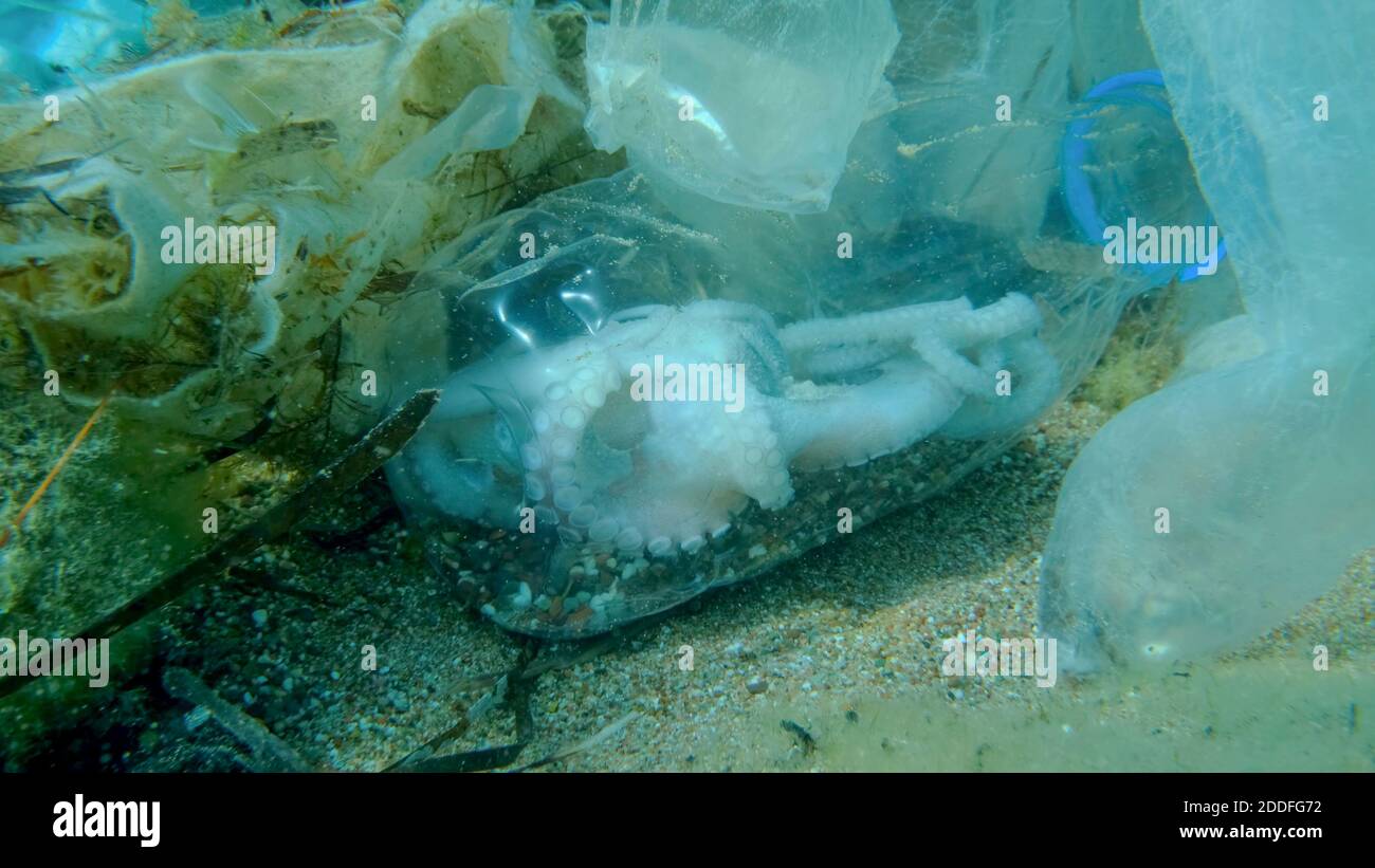 Tote Krake in Plastikflasche auf dem Meeresboden zwischen dem Kunststoff und anderen Müll. COVID-19 trägt zur Verschmutzung bei, da weggeworfene gebrauchte Masken sich überladen Stockfoto