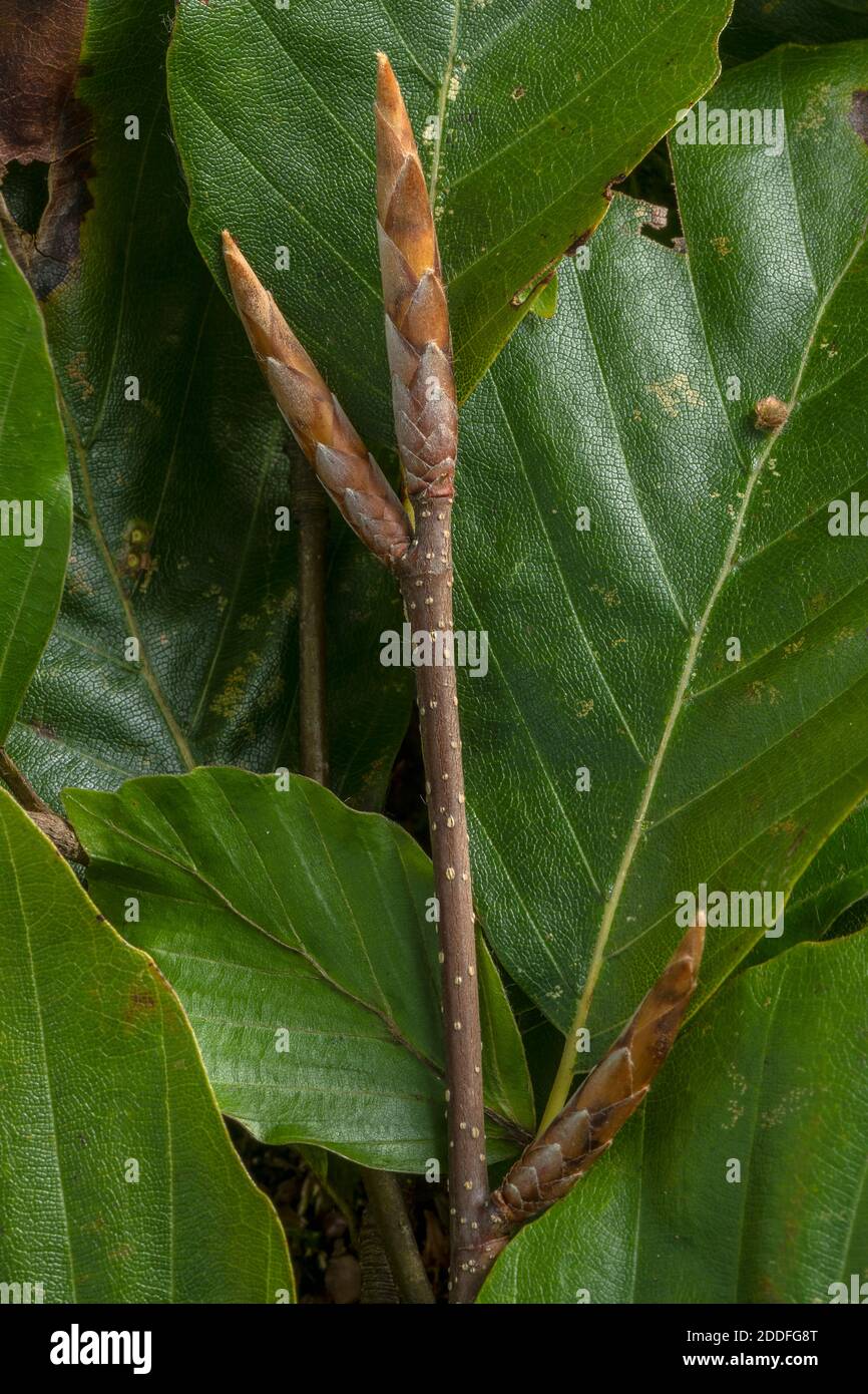 Herbstknospen und Blätter der Buche, Fagus sylvatica. Stockfoto