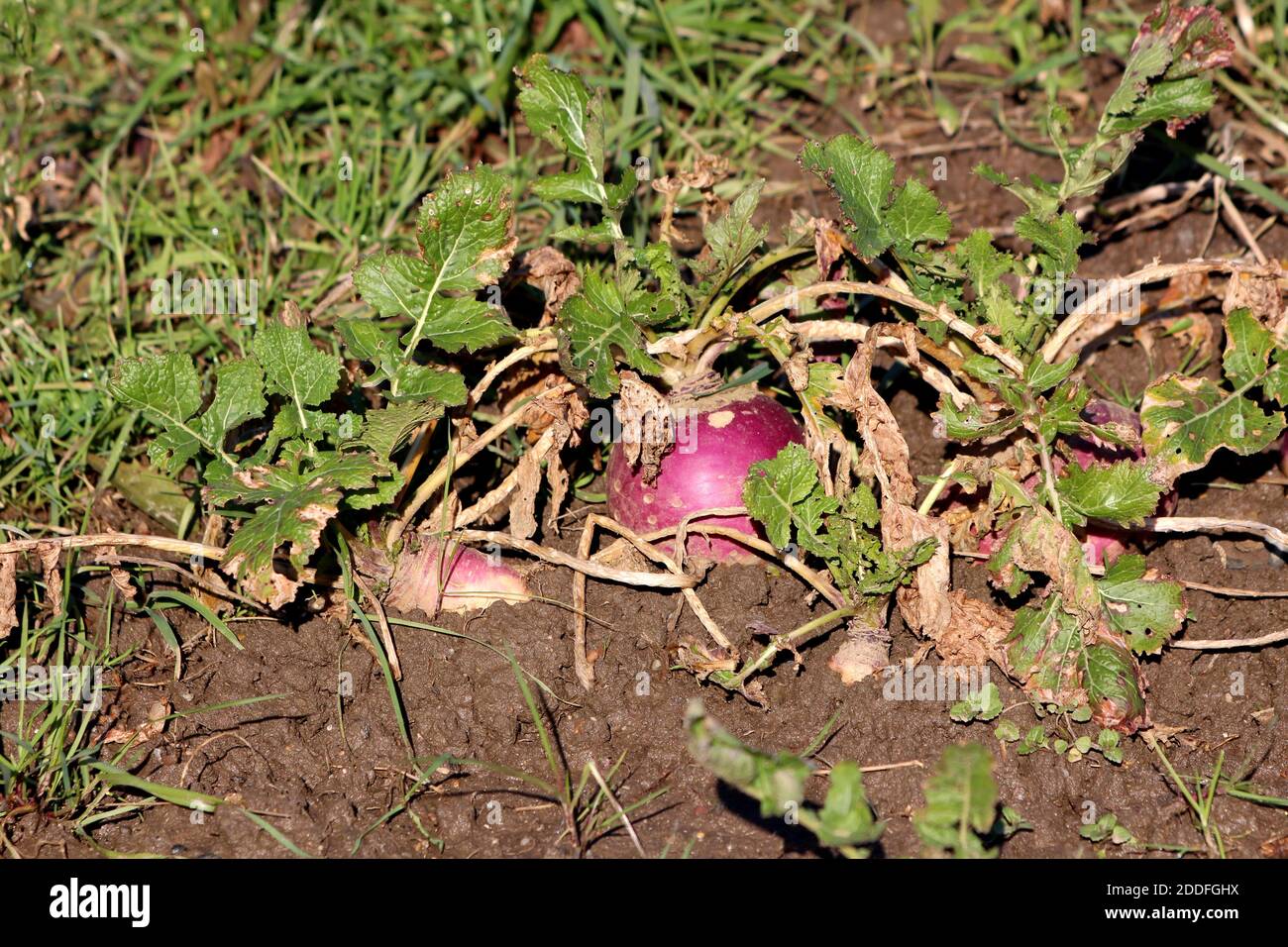 Rutabaga oder Schwede oder Schwedische Rüben oder Neep kaltes Wetter Wurzelgemüse mit sichtbaren essbaren Wurzeln und kleinen dunklen Grüne Blätter in lokalen gepflanzt Stockfoto
