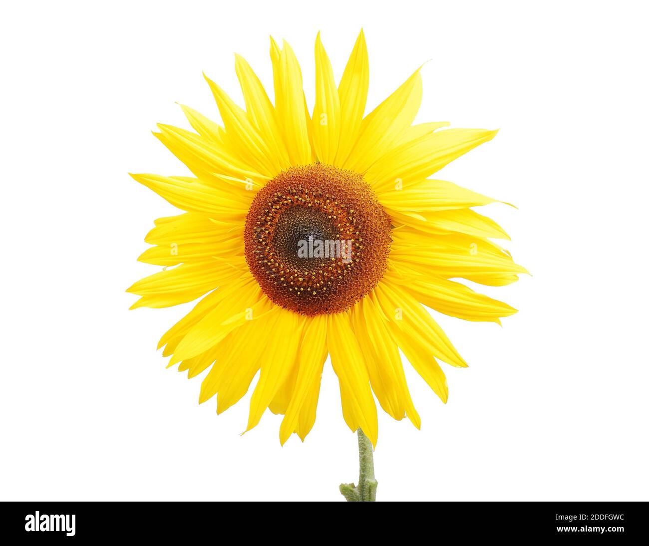 Schöne gelbe Blume, bunte Sonnenblume Stockfoto