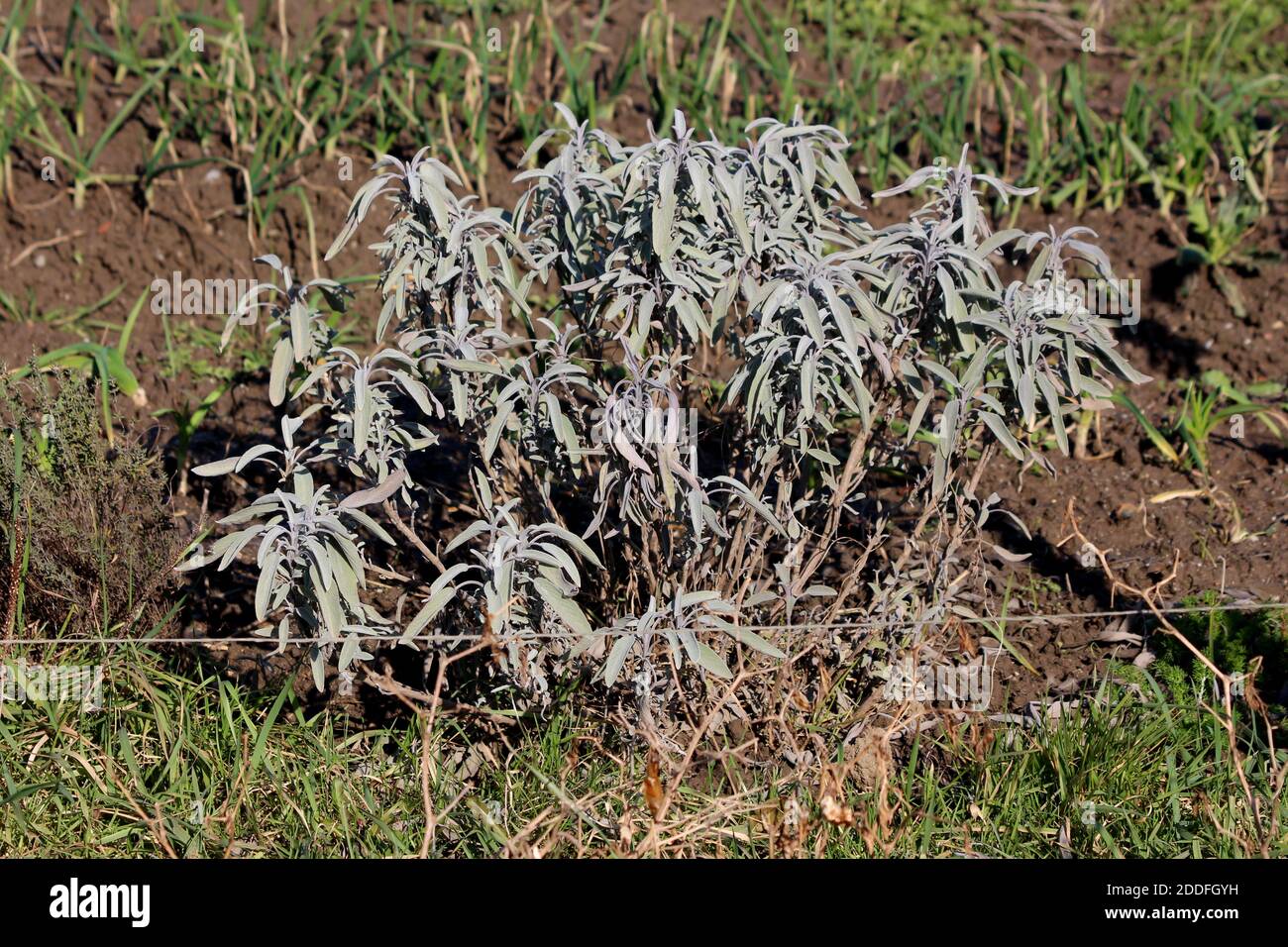 Weißer Salbei oder Salvia apiana oder Bienensalbei oder Heilig Salbei immergrüne mehrjährige Strauchpflanze mit schmalen länglichen dicht bedeckt In den Haaren weißliche Blätter Stockfoto