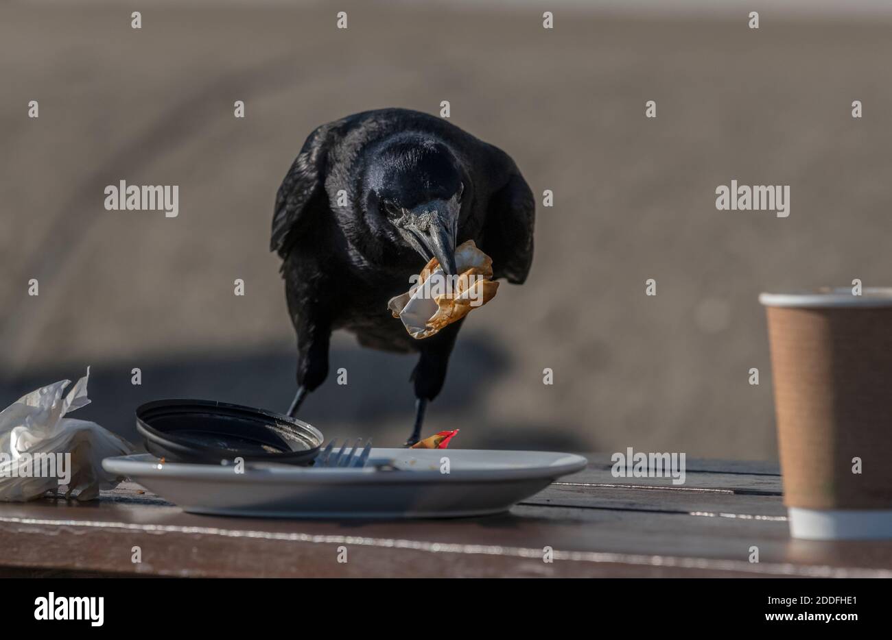 Rook, Corvus frugilegus, Besuch Picknick-Tisch für Reste. Dorset. Stockfoto