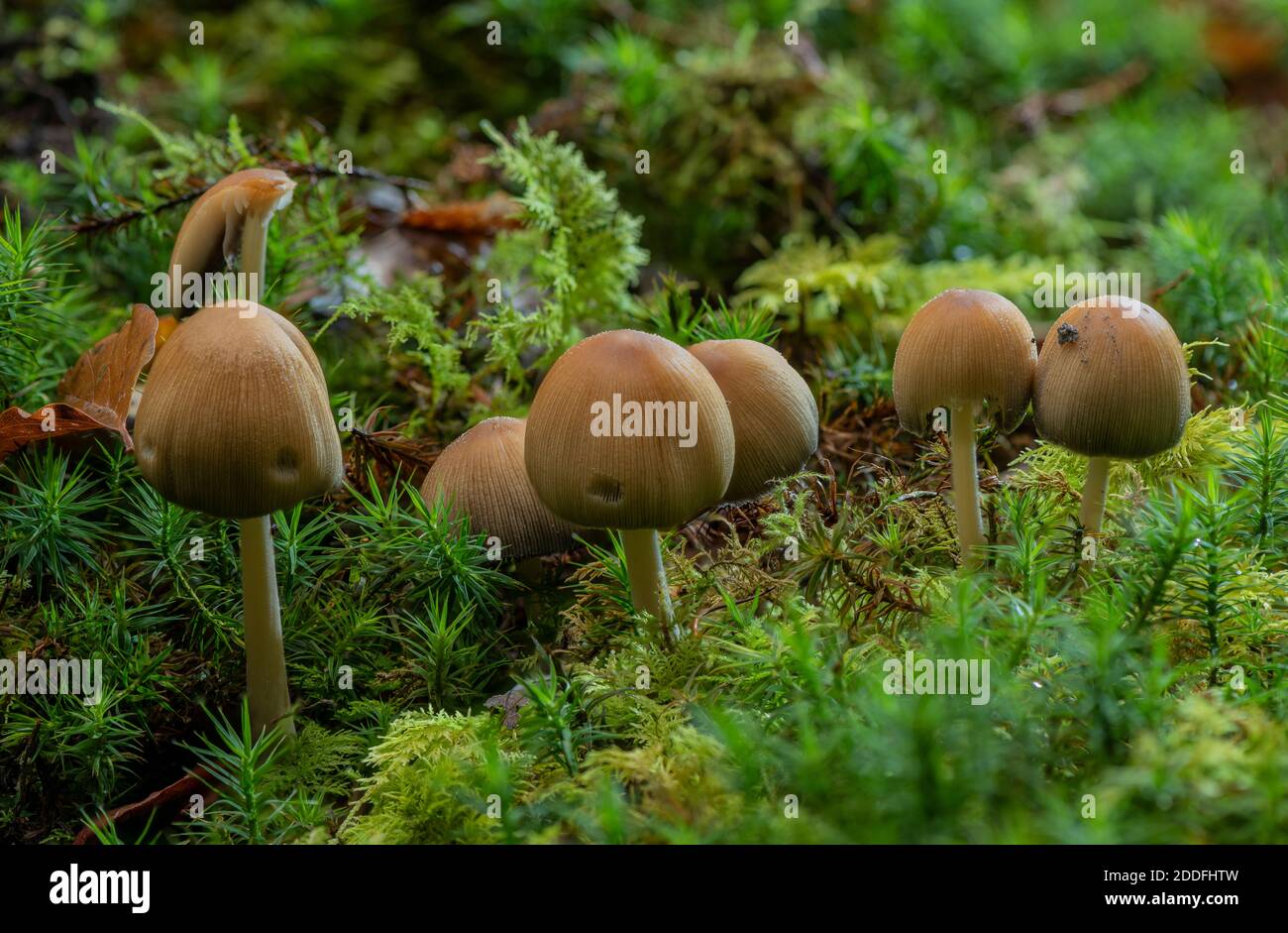 Eine geclusterte Waldinkkappe, Coprinellus silvaticus, auf vergrabenen Holz. New Forest. Stockfoto