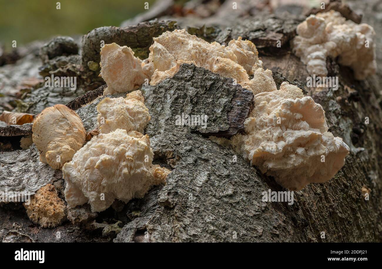 Tiered Tooth, Hericium cirrnatum, Pilz wächst auf gefallenen Buche, New Forest. Stockfoto