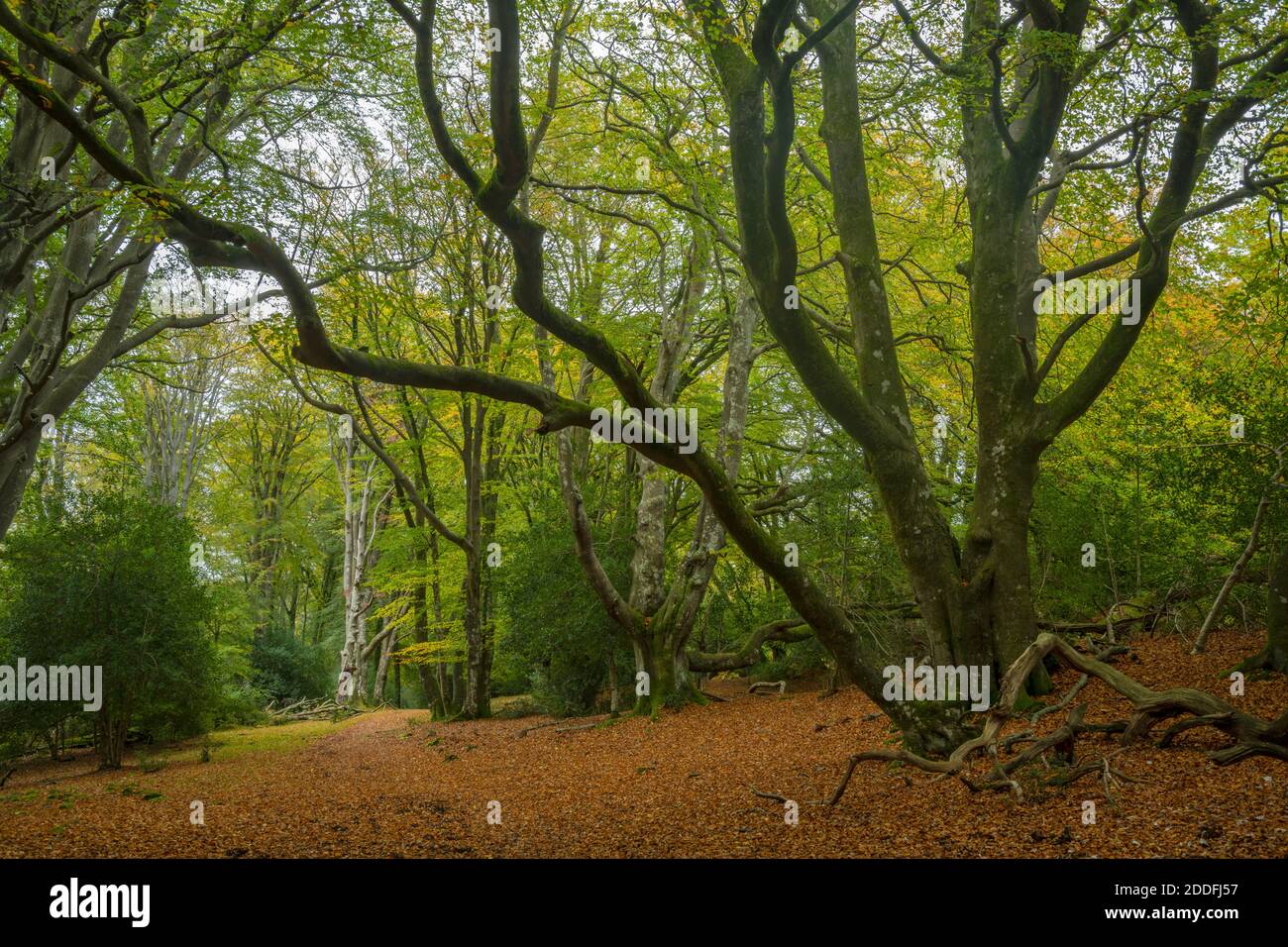 Bramshaw Wood: Alte beweidete Buchenwälder im New Forest. Hampshire. Stockfoto