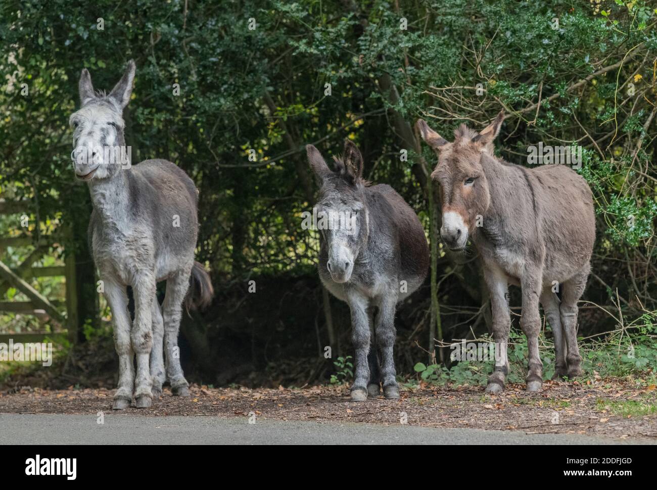 Esel auf Weideland im New Forest, Minstead. Hants. Stockfoto