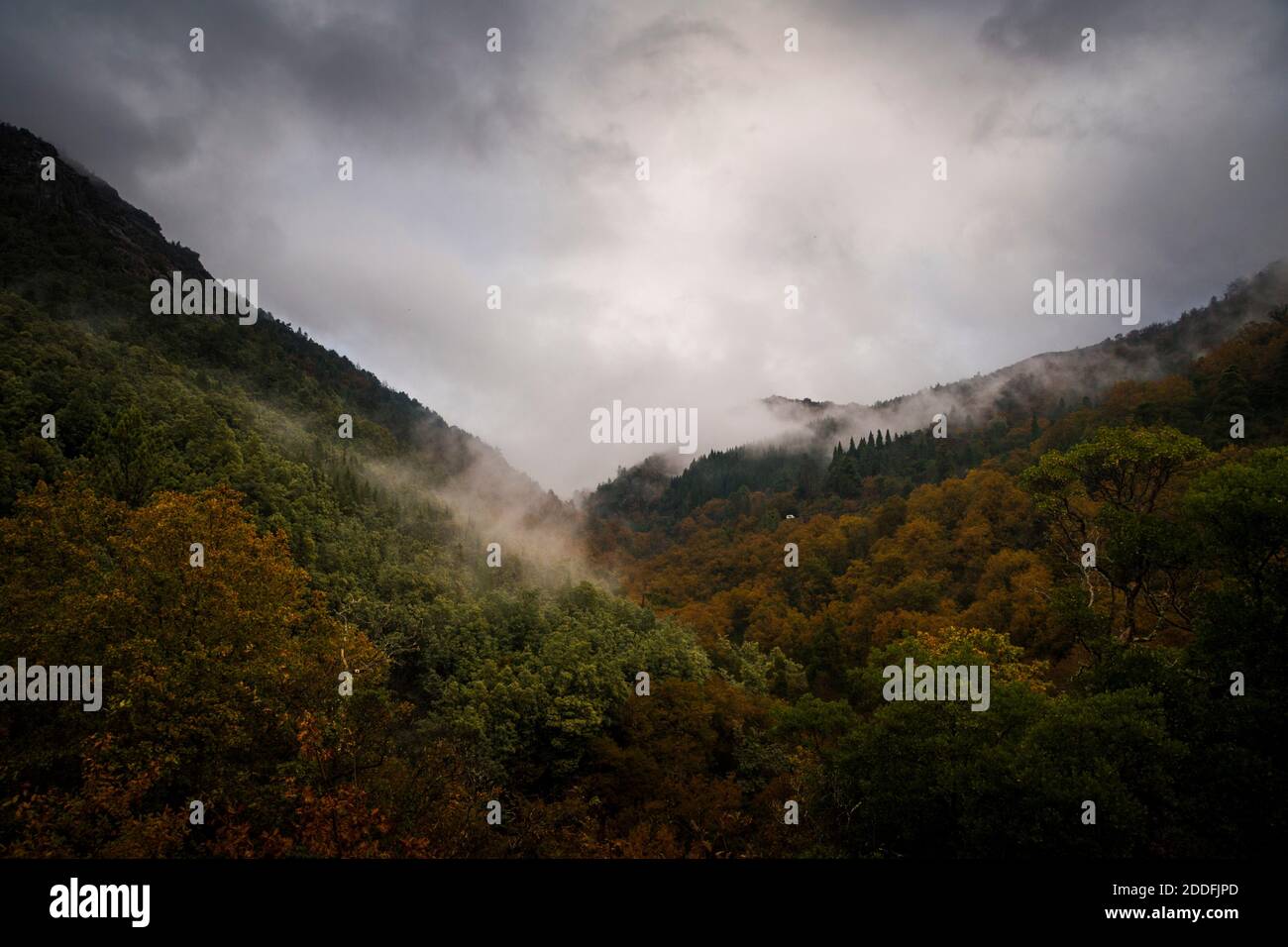 Herbst Berglandschaft mit bunten Bäumen und niedrigen Wolken auf Nebliger Tag Stockfoto