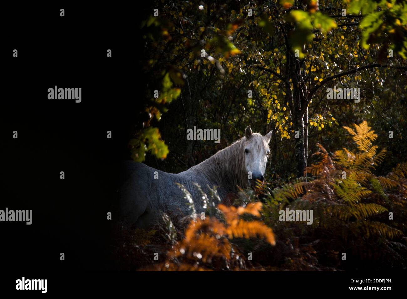 Ein Pferd steht mitten in der Vegetation im Wald, mit Sonnenlicht, das durch die Bäume kommt, während er zurückblickt Stockfoto