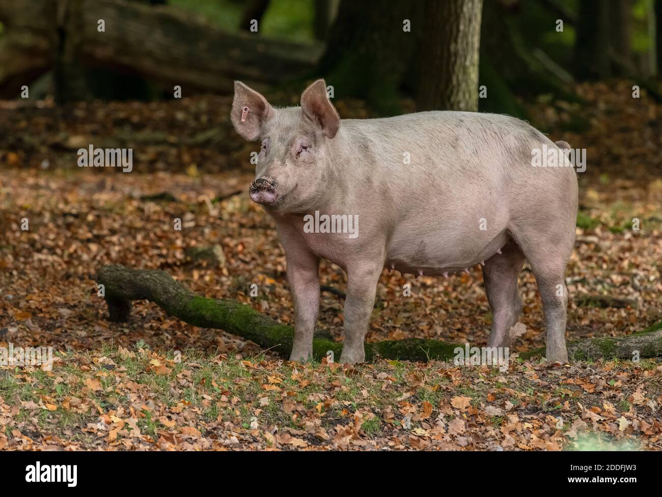 Große weiße Schweine, in Bramshaw Wood, für Pannage-Rechte; New Forest. Stockfoto