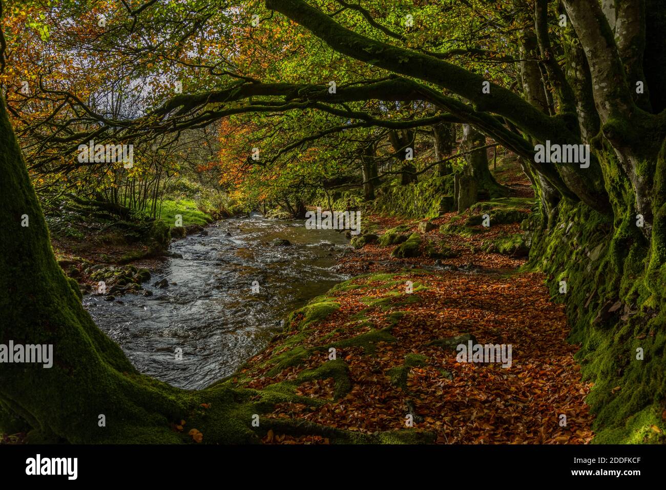 Exmoor: Herbst unter Buchen am Oare-Wasser bei Robbers Bridge, West Somerset. Stockfoto