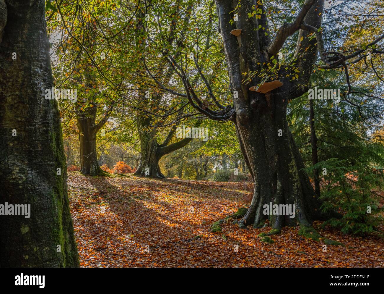 Schöner Buchenwald im Herbst, mit Bestäubern, bei Undersley Wood, South Oakley. New Forest. Stockfoto