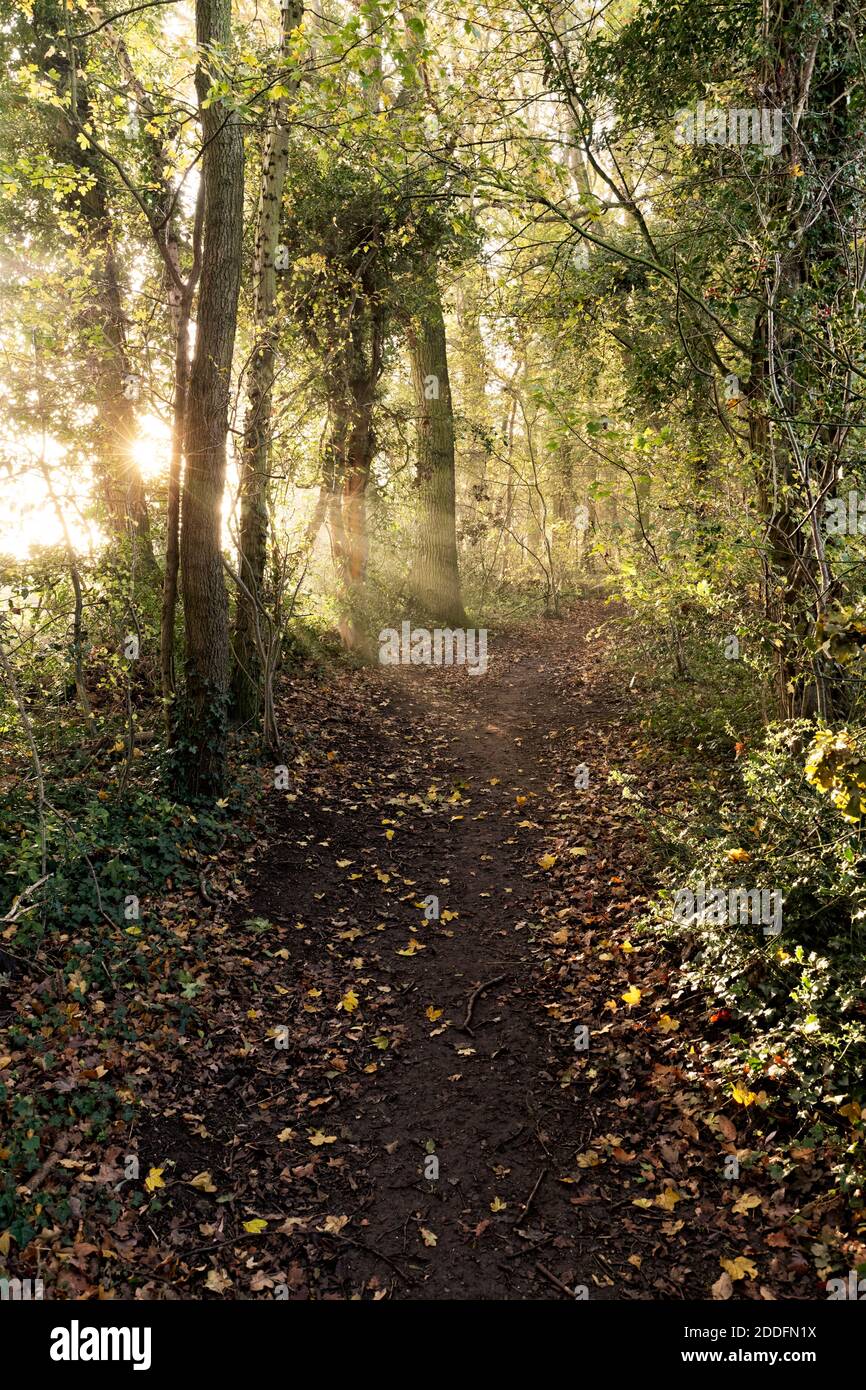 Waldweg im frühen Sonnenlicht Stockfoto