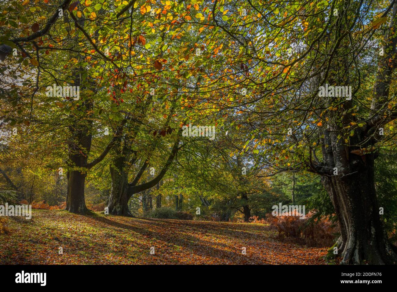 Schöner Buchenwald im Herbst, mit Bestäubern, bei Undersley Wood, South Oakley. New Forest. Stockfoto