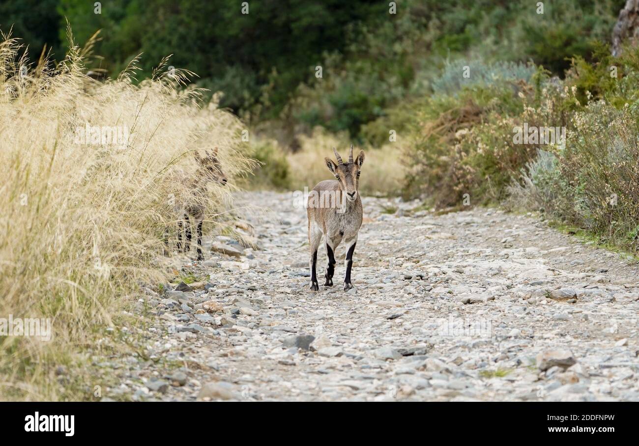 Jugendlicher spanischer Steinbock, spanische Wildziege oder iberische Wildziege (Capra pyrenaica), Überquerung Feldweg, Andalusien, Spanien. Stockfoto