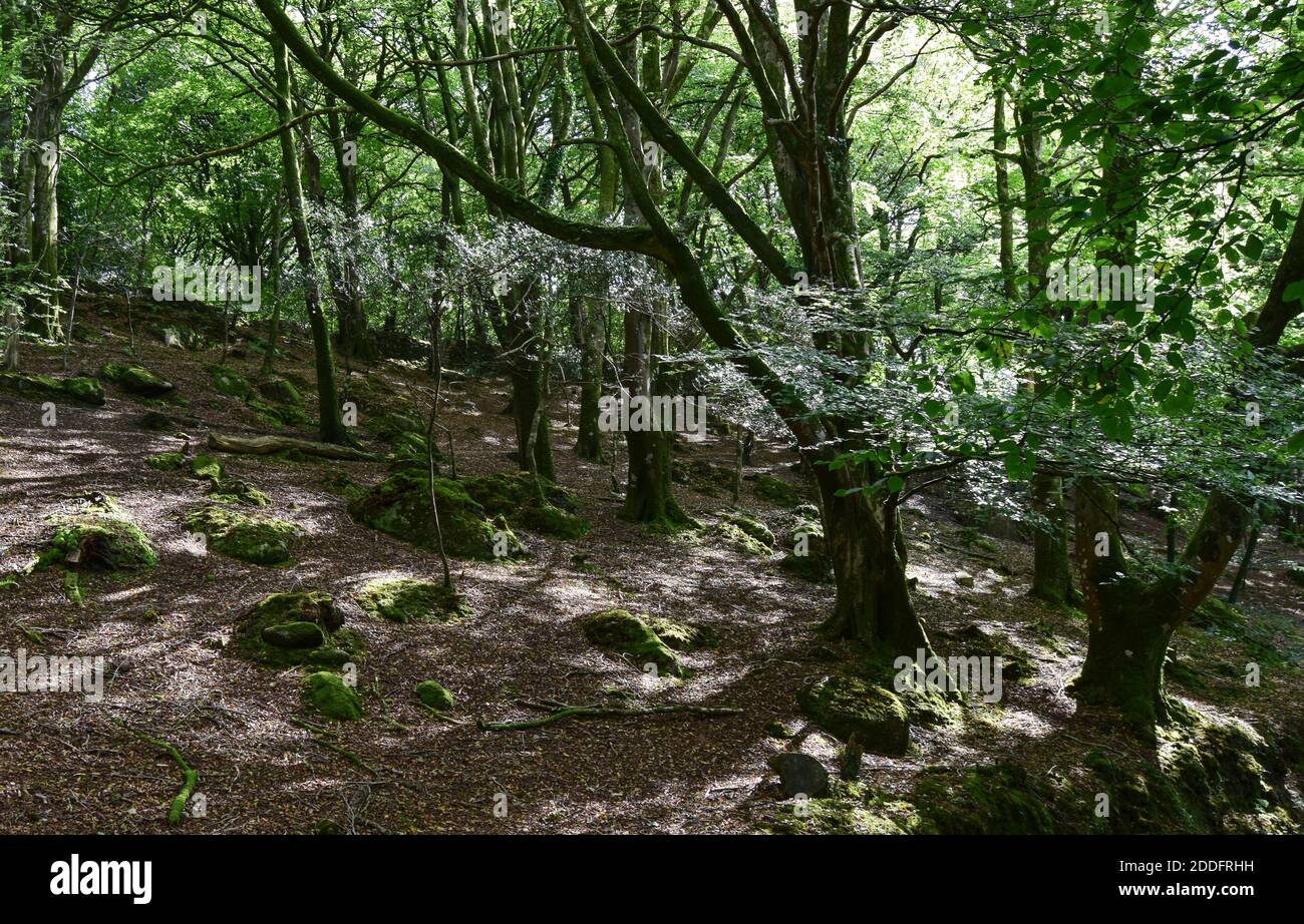 Teffry Viadukt, Luxulyan Valley 100920 Stockfoto