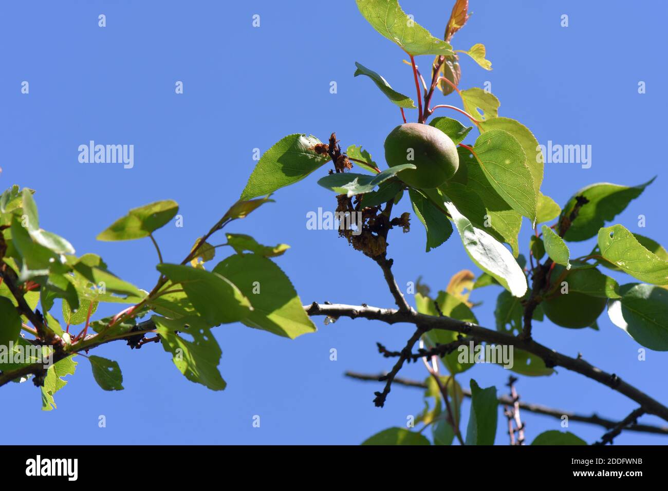 Gartenpflanzen Stockfoto