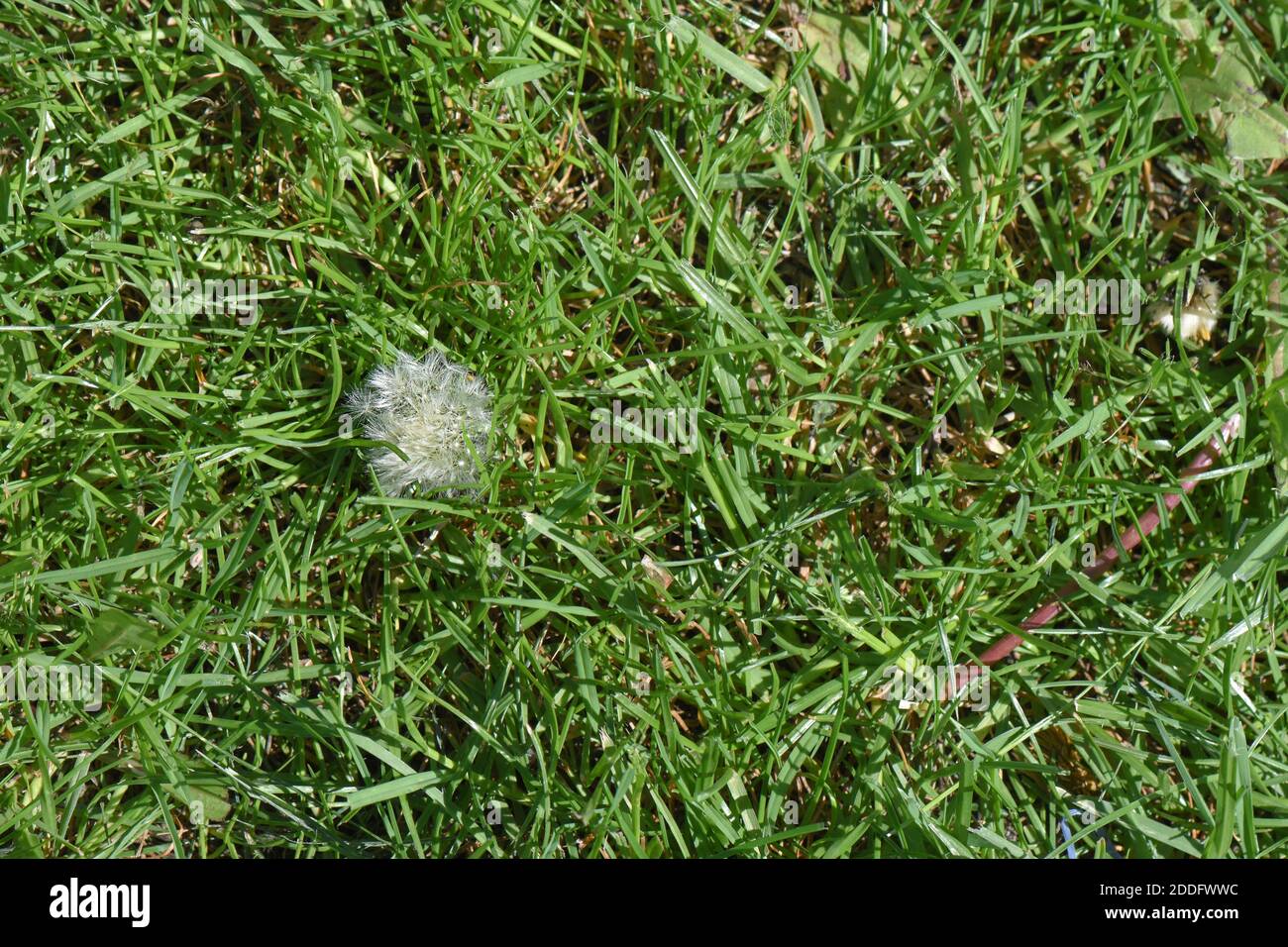 Gartenpflanzen Stockfoto