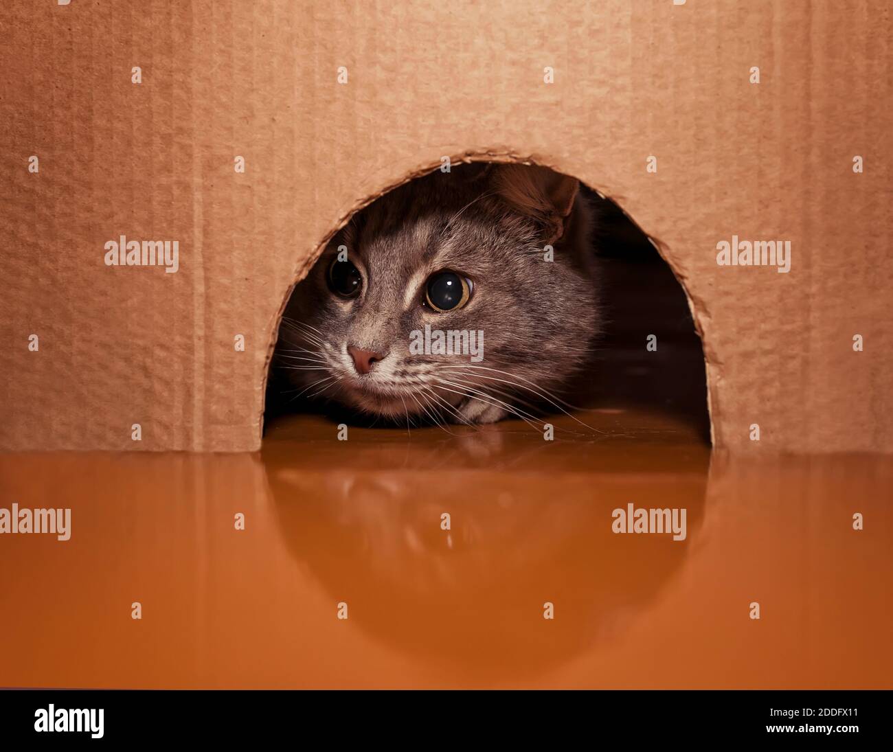 Niedliche gestreifte Katze gucken in ein Loch in einer Pappe Box auf der Suche nach Beute Stockfoto